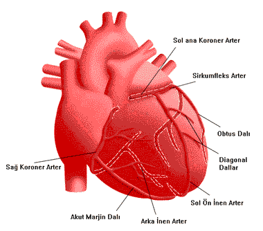 Kalp Sağlığı blog - Sermaye Kardiyoloji Associates